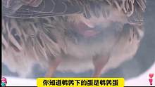 鹌鹑的一生有多悲惨？从破壳的那天起，就注定是无情的产卵机器#鹌鹑蛋#好吃到停不下来#科普#涨知识#零