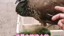女孩从大叔手里买鸡里鸡气的“孔雀幼崽”，真的一个敢卖一个敢买
