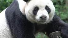 大熊猫里也有自己的i熊#大熊猫 #野生动物 #动物 #社恐