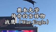 奥本大学新赛季橄榄球开赛仪式，传奇的吉祥物“战鹰”（War Eagle）鹰击长空#橄榄球 #美式橄榄