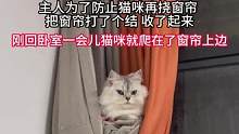 主人把窗帘卷起来不让猫咪挠了，没想到成猫窝了（视频来源：