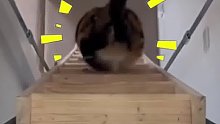 猫咪下楼梯，用肚皮缓冲