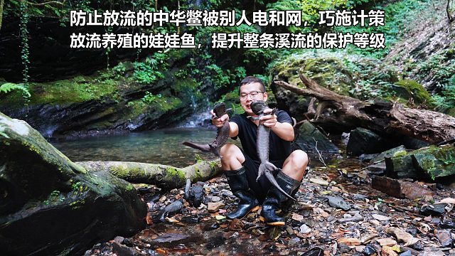 保护放流的中华鳖种群，利用养殖娃娃鱼，提升整条溪流的保护等级