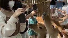 梅花鹿真好看！