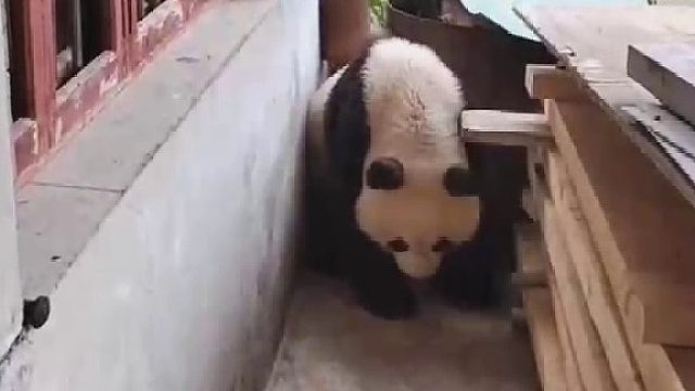 野生大熊猫被发现时正在熟睡
