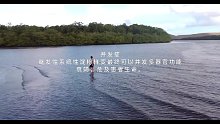 继发性系统性淀粉样变(八)