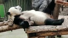 头一次见躺的这么舒服的熊猫，猫生就是这么惬意