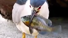 这鸟为啥把鱼给扔了，难道是太大了吞不下去
