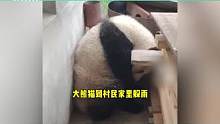 野生大熊猫半夜溜进村民家躲雨，一觉睡到大天亮，已被送往救助站