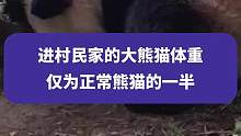 9月22日陕西西安消息，进村民家的大熊猫体重仅为正常熊猫的一半，专家：有陈旧性骨折，疑肝脏损伤#大熊