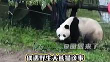 但有一说一，真的碰到野生大熊猫了还是要离远一点！打电话给专业的人，它们是熊不是猫#大熊猫