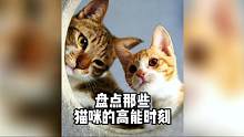 盘点那些猫咪的高能时刻，这才是真正的喵星人，功夫一流……#动物的迷惑行为 #猫咪的日常 #高能时刻 