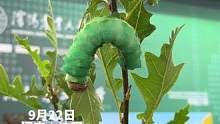 2023沈阳国际农业博览会来啦
茧蛹竟有五颜六色？