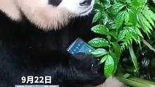 游客手机掉入熊猫园中
被“梅兰”捡起啃咬
工作人员：已带回做身体检查