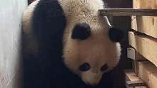 工作停止，有事去陕西一趟#大熊猫 #野生动物 #野生动物零距离