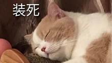 你辞职我变996了#猫猫 #小猫咪 #可爱 #压力 #辞职
