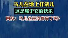 马儿在地上打滚儿，这是属于它的快乐，网友：马儿这是皮痒痒了吗？  来源：@遛达大叔   （编辑：那尔
