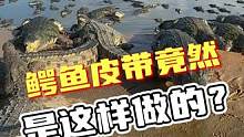 鳄鱼皮带竟然是这样做的？#鳄鱼 #鳄鱼腰带