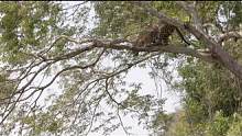 美洲豹猎捕鳄鱼的整个过程，精彩的野生动物捕猎场面 #鳄鱼 #野生动物 #美洲豹 #美洲豹vs鳄鱼 #