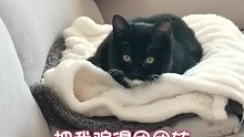 给猫猫画了个很大的饼！！#猫咪#萌宠出道计划#抖in萌宠计划