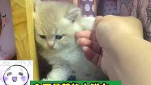#猫猫 原来不是逆子的小猫那么可爱！真想揣回家养啊。 #猫咪的迷惑行为 #奶猫喂养日记 #可爱到爆炸