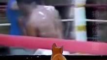 猫猫：让我看看怎么个事！！#看一遍笑一遍 #猫打架 #动物的迷惑行为 #原来这就是喵启盛