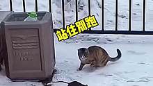 猫抓老鼠呀厉害了 #搞笑 #搞笑配音 #搞笑视频