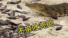 鳄鱼在嗑瓜子不带吐壳的#鳄鱼 #鳄珍 #鳄鱼养殖场 #户外