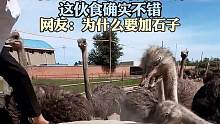 鸵鸟的专属厨师上线，这伙食确实不错，网友：为什么要加石子。来源：@鸵鸟超弟（养殖育苗）（编辑：吕雅楠