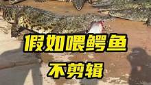 假如喂鳄鱼不剪辑会是怎么样#鳄鱼养殖场 #鳄鱼皮带