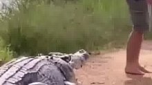 男子指挥挡路鳄鱼回水中，网友：这鳄鱼还能听懂英语