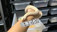 宠物蛇里边的一股清流！能吃鱼而且颜值高！