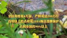 又是一年赏桂时，今年你准备去哪里赏桂花呢？#快被咸宁的桂花腌入味了 #湖北dou知道