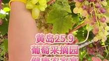 黄岛葡萄采摘园，假期快来吧，我愿意吃#葡萄熟了 #新鲜采摘 #采摘园 #老王很正经#晟源康庄园