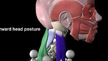 颈前伸体态的体态重点并不是你的颈部肌肉 #体态纠正  #运动解剖  #健身干货