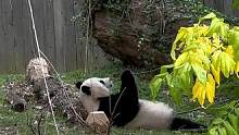 大家还记得这是谁吗？好久没见了  #大熊猫 #来这吸熊猫