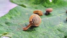 #蜗牛 #亲近大自然的一天