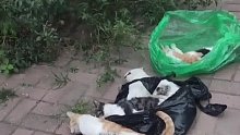 小区的猫咪遭人投毒死亡，“还有一只扔到了垃圾箱里”