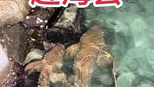 赶海啦#潜水 #自由潜渔猎 #潜水抓鱼 #渔猎 #水下拍摄
