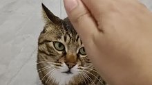 当你把手伸向你的猫 却不摸它