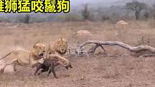雄狮猛咬闯入领地的鬣狗#狮子 #鬣狗 #雄狮 #动物 #野生动物零距离