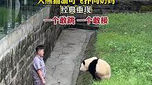大熊猫渝可飞扑向奶妈，经典重现，一个敢跳，一个敢接！#温馨一幕 #治愈系
