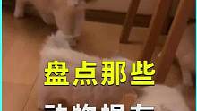 那些坏坏的动物，最佳损友#动物的迷惑行为 #汪星人 #猫咪