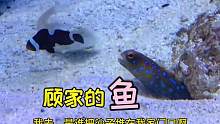 顾家的鱼