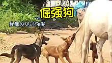 倔强的狗#狗#动物搞笑配音 