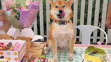 第一次接受这么多人的生日祝福 有点不知所措的黄黄~#狗狗过生日 #柴犬