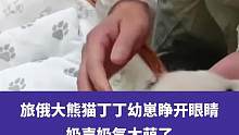 当地时间10月6日，旅俄大熊猫丁丁幼崽睁开眼睛，奶声奶气太萌了#大熊猫 #熊猫宝宝