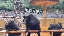 网友:也可能是两只饿到要加班 另一只已经撑到起不来