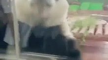 是我见过最活泼的熊猫了，社牛感太强了