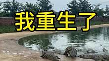 重生之我是鳄鱼#重生之道 #小说推荐